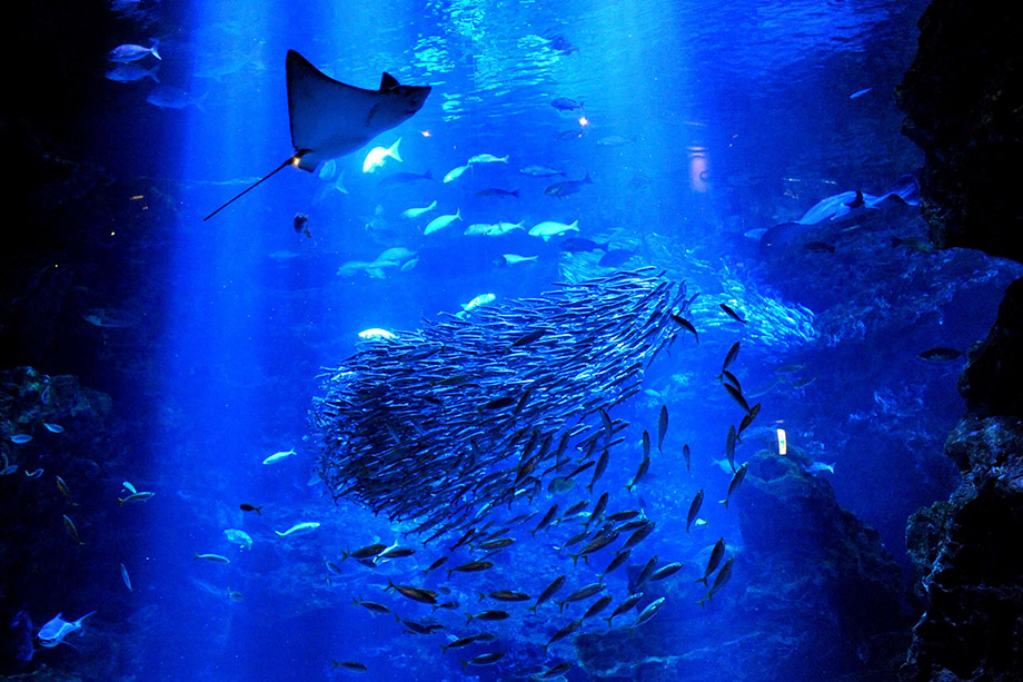 Kyoto Aquarium