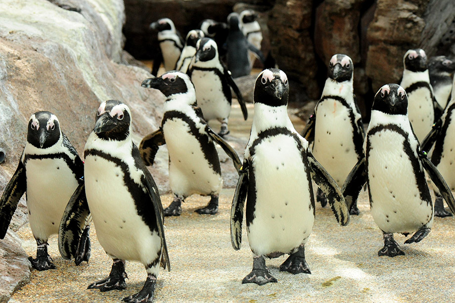 京都水族馆