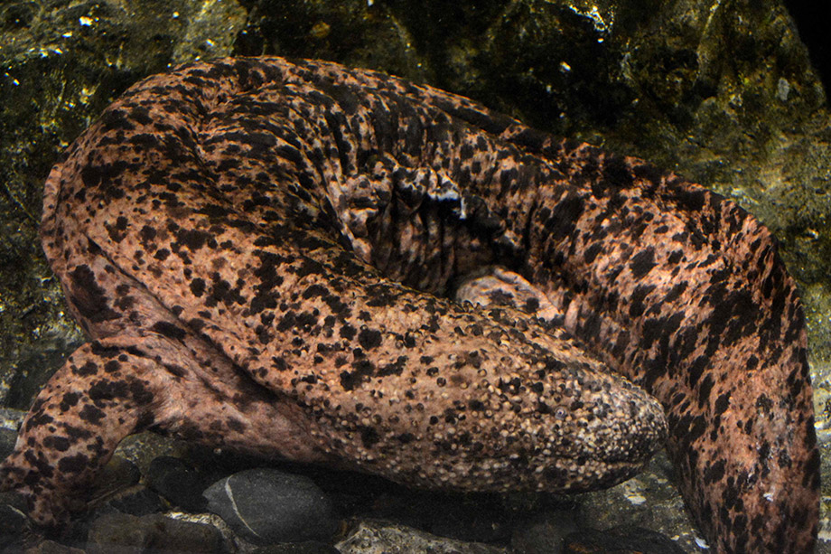 교토수족관(京都水族館)