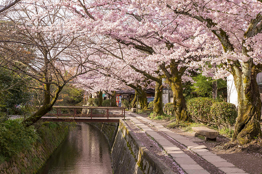 Tetsugaku No Michi (The Philosopher's Walk)