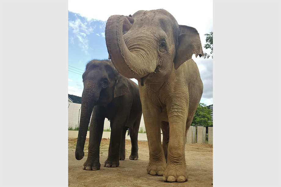 京都市動物園