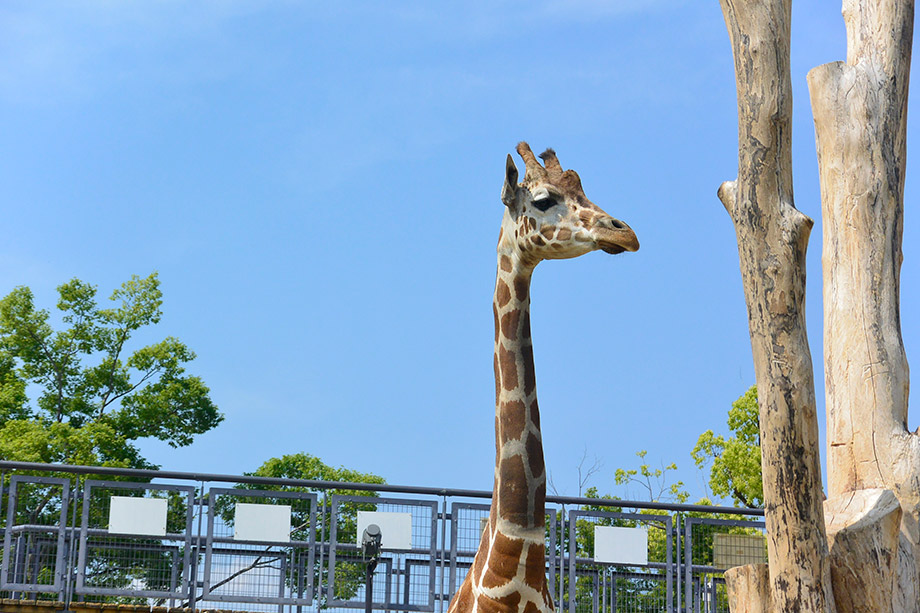 교토시동물원(京都市動物園)