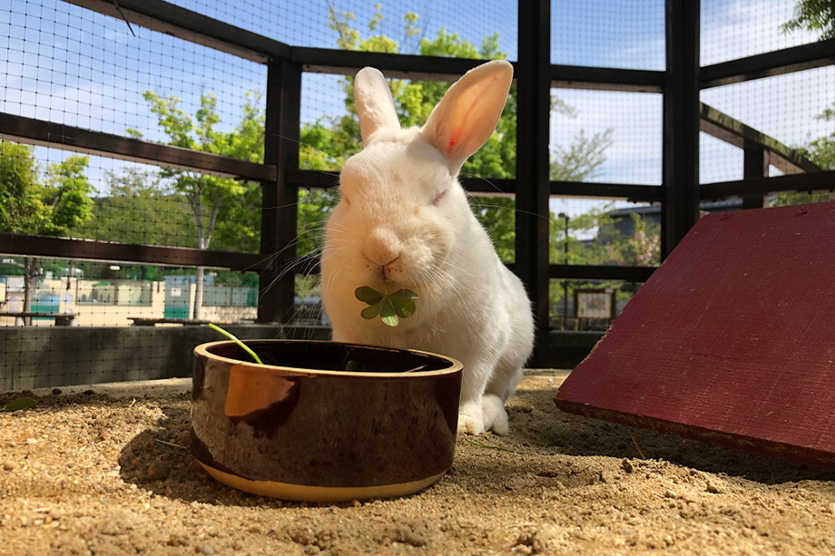 교토시동물원(京都市動物園)