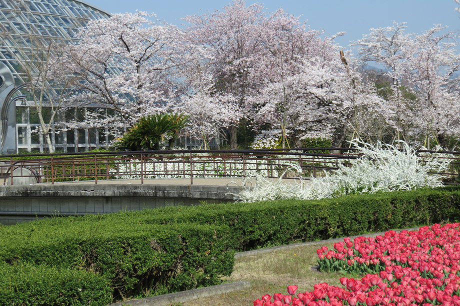 京都府立植物园