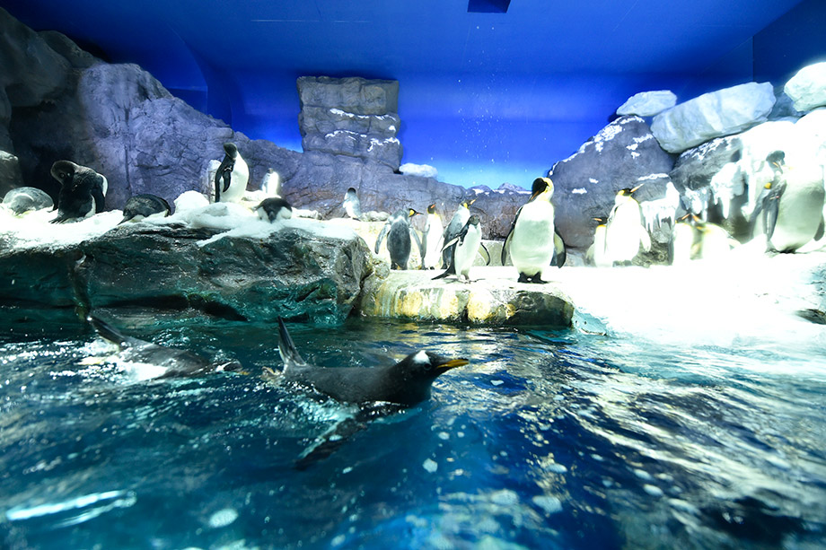 Osaka Aquarium Kaiyukan