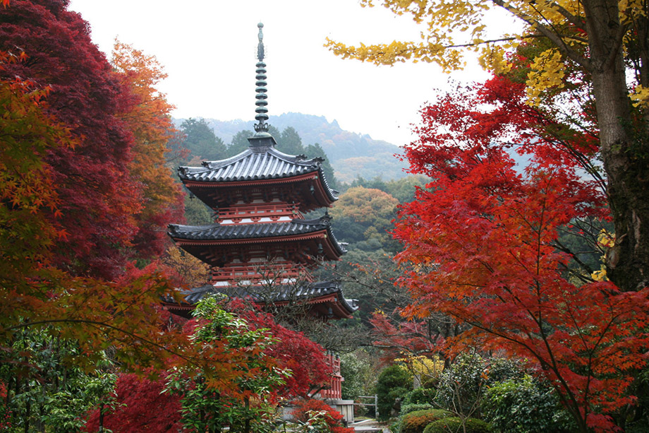 三室戶寺