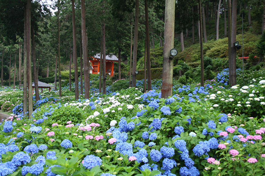 三室户寺