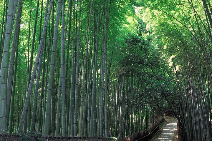 Bamboo Grove