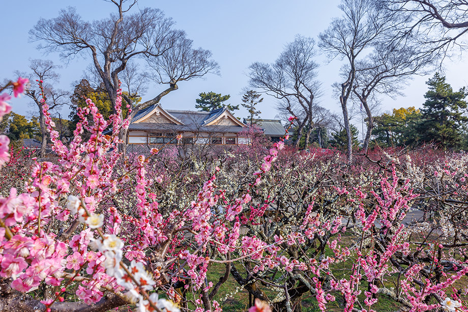 Kitano Tenmangu Shrine