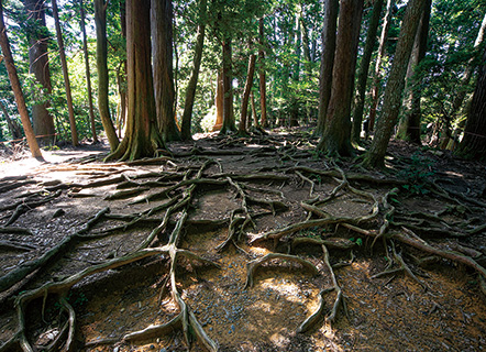 木之根道