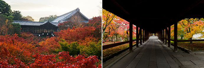 Beautiful autumn foliage of Tofuku-ji Temple