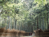 Arashiyama, Togetsu-kyo Bridge, Nonomiya Shrine, Bamboo Grove Path