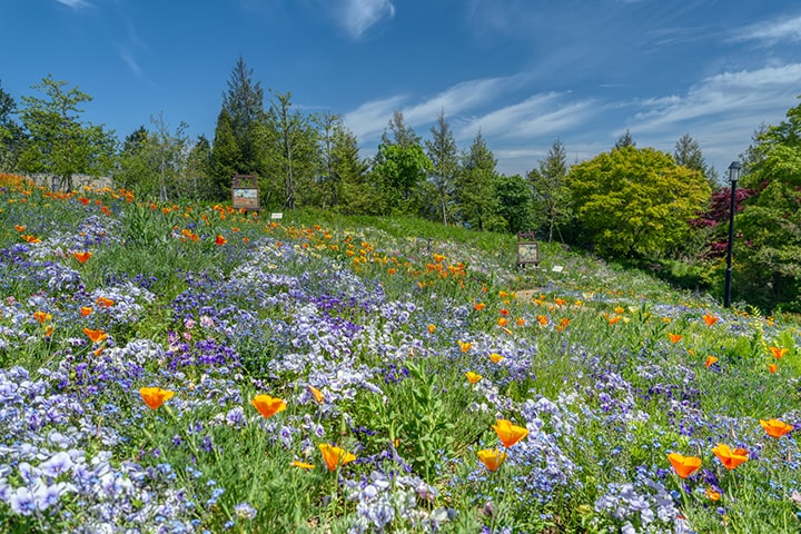 Garden Museum Hiei