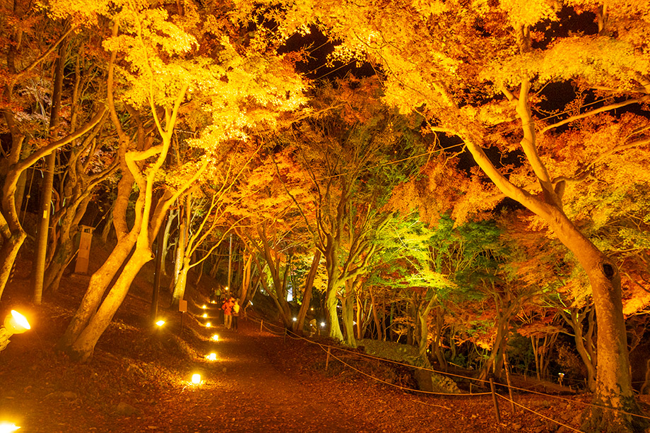 八瀨 紅葉小徑