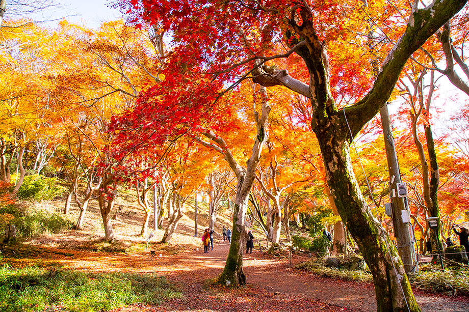 八瀨 紅葉小徑