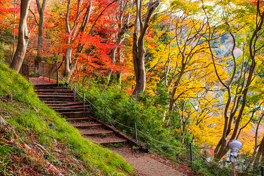 八瀨 紅葉小徑