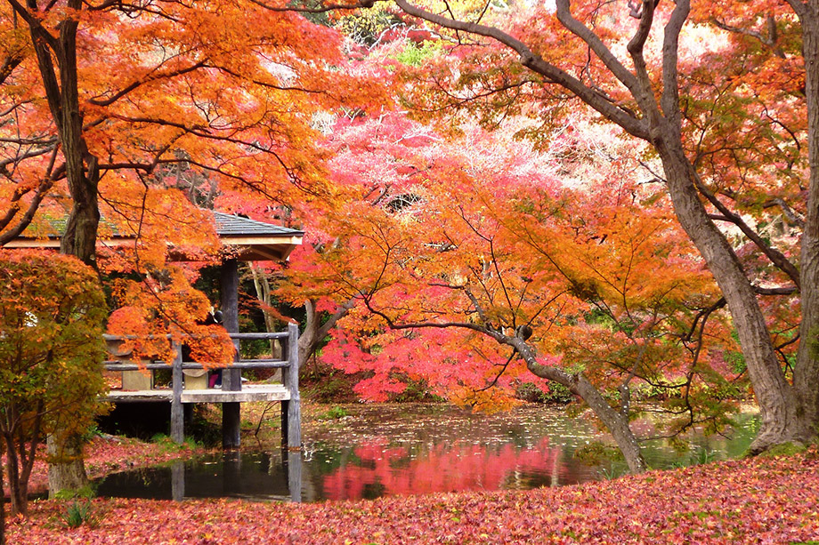 京都府立植物園