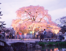 마루야마 공원(円山公園)