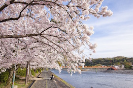 Upstream of Uji-bashi Bridge