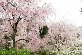 Haradani-en Garden