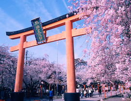 히라노진자(平野神社)