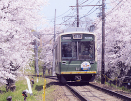 Cherry Blossom Tunnel – between Narutaki and Utano Stations