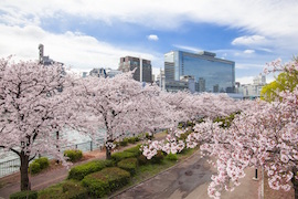 게마사쿠라노미야 공원(毛馬桜之宮公園)