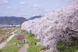 淀川河川公园 背割堤地区