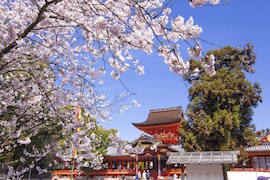 Iwashimizu Hachimangu ShrineIwashimizu Hachimangu Shrine