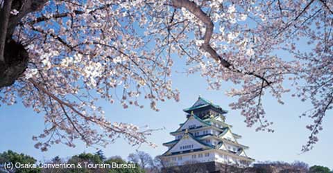 Cherry Blossoms