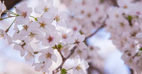 Cherry Blossom Updates