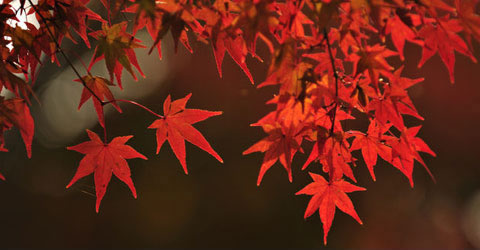 Autumn Updates