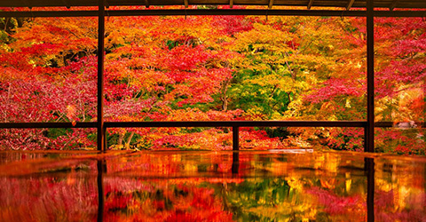 특별 관광 승차권을 이용, 교토와 오사카의 예술, 자연, 역사를 만끽하자!
