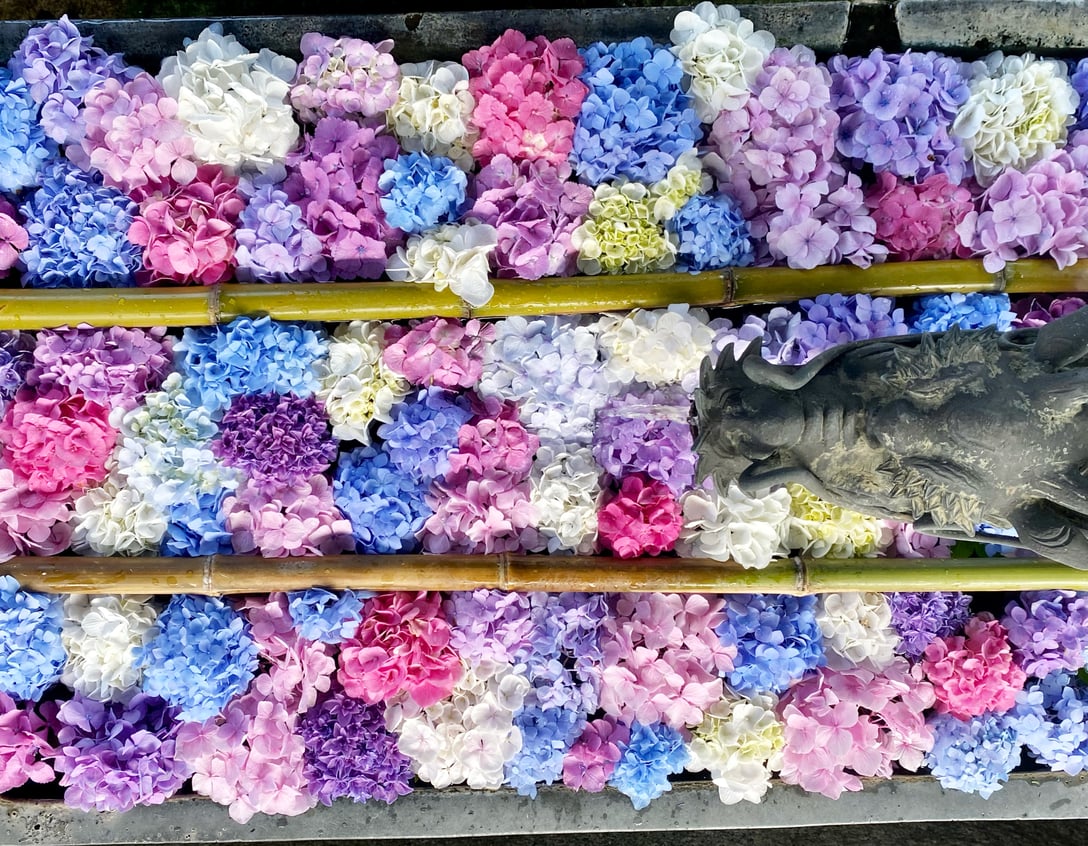 おこしバス（京都定期観光バス）【MA】 ～青もみじとアジサイ～Revival　西山讃歌（日本語のみ）の画像