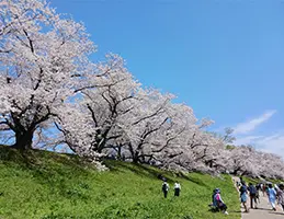 淀川河川公園背割堤地区