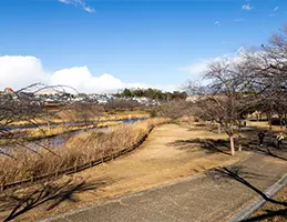 打上川治水緑地