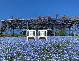 ガーデンミュージアム比叡