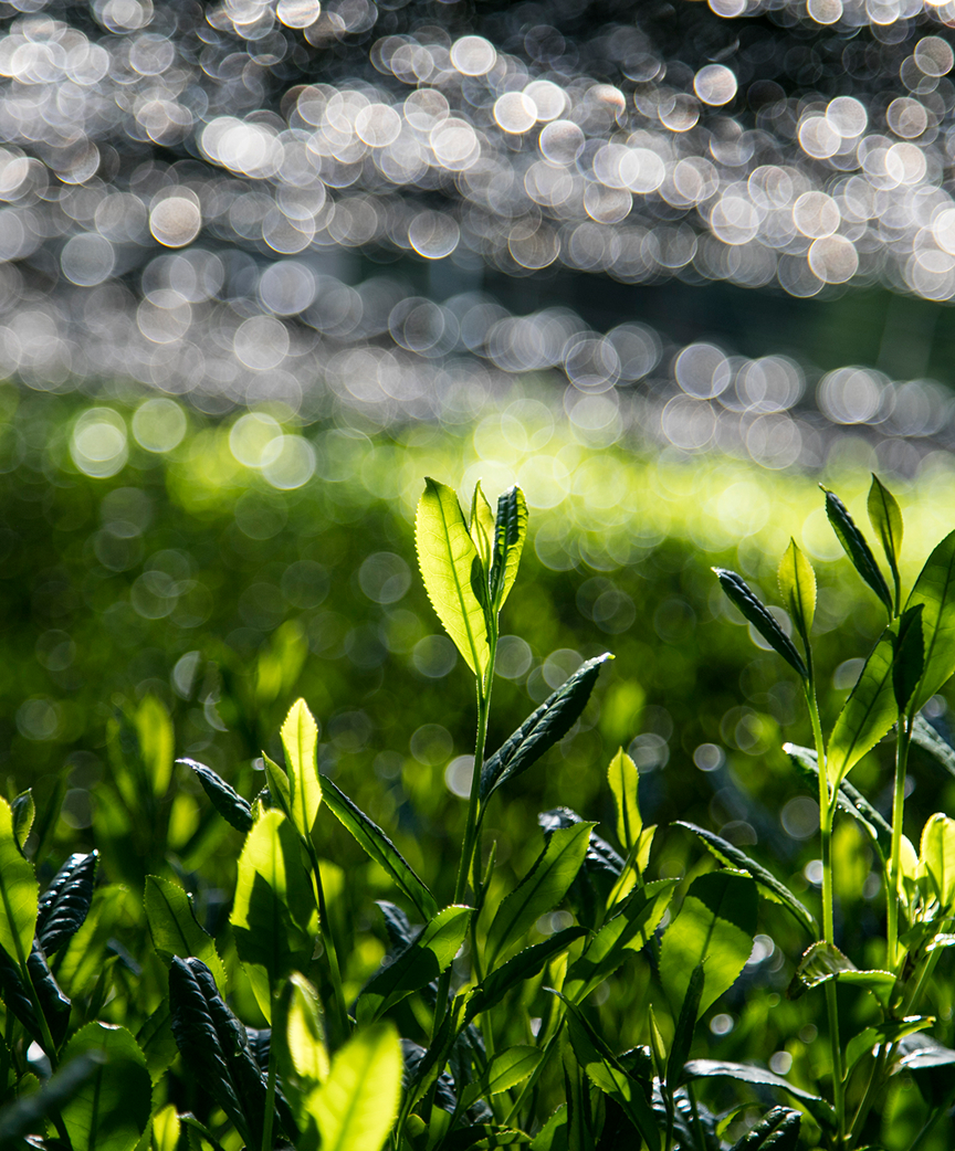育ちと作りを変えると、同じ茶葉で違う茶種に。