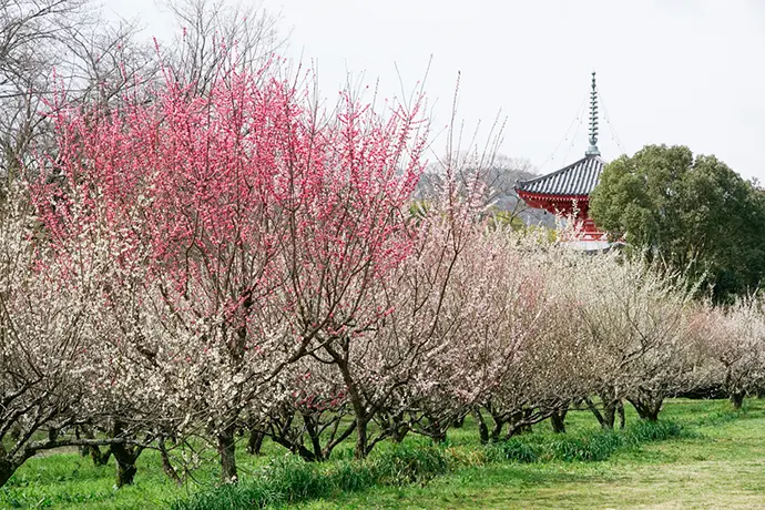 京都 大覚寺(大沢池)の梅
